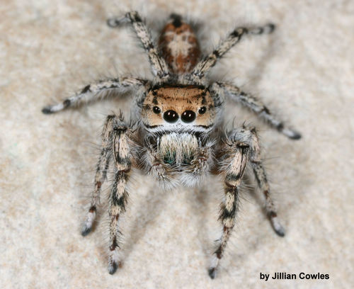 Phoenix Jumping Spider