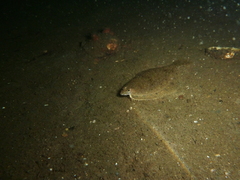 Limanda limanda