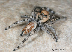 Phidippus phoenix