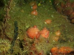 Dendrodoa grossularia