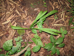 Veratrum hybridum