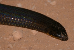 Pseudoeryx plicatilis