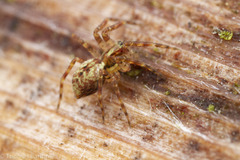 Dirksia cinctipes