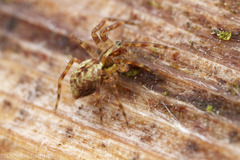 Dirksia cinctipes