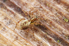 Dirksia cinctipes