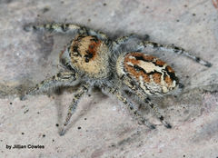 Phidippus phoenix