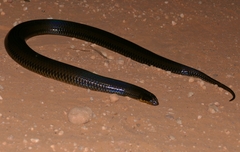 Pseudoeryx plicatilis