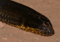 Pseudoeryx plicatilis