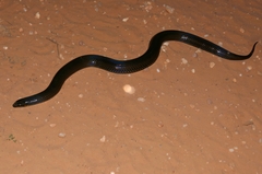 Pseudoeryx plicatilis