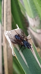 Eriothrix rufomaculata
