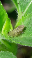 Xerophloea