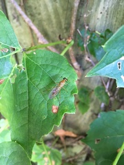 Ptecticus trivittatus