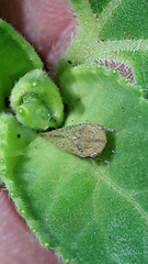 Xerophloea