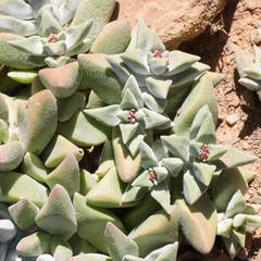 Crassula deltoidea