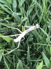 Mantodea