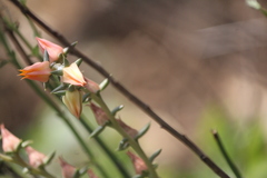 Echeveria bifida
