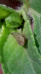 Xerophloea