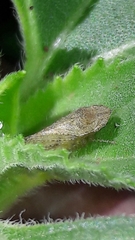 Xerophloea