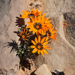 Gazania heterochaeta