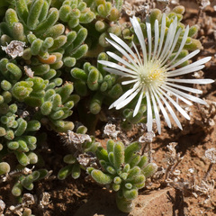 Drosanthemum framesii