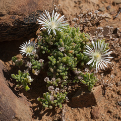 Drosanthemum framesii