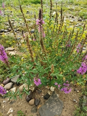 Lythrum salicaria