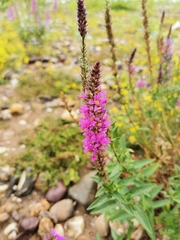 Lythrum salicaria