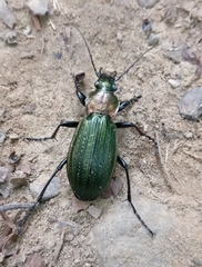 Carabus monilis