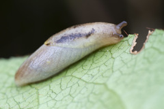 Prophysaon foliolatum