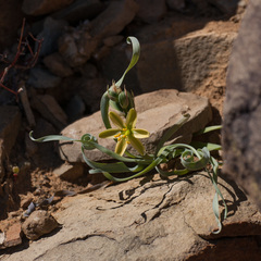 Albuca concordiana