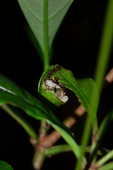 Camponotus chartifex