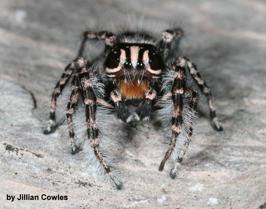 Phidippus tigris