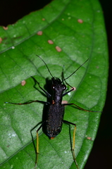Odontocheila cayennensis