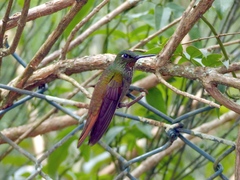 Heliodoxa rubricauda