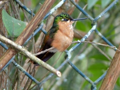 Heliodoxa rubricauda