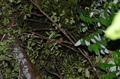 Marmosa demerarae
