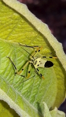 Zelus armillatus
