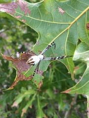 Argiope florida