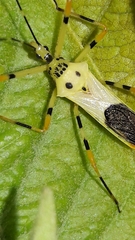 Zelus armillatus