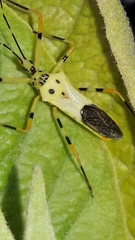 Zelus armillatus