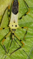 Zelus armillatus