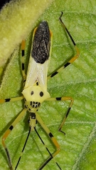 Zelus armillatus