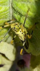 Zelus armillatus