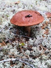 Leccinum