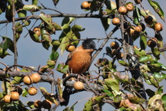 Heterophasia capistrata