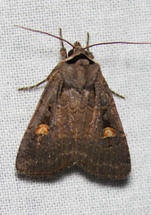 Adelphagrotis indeterminata