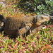 Iguana de Salvador - Photo (c) mikeakresh, algunos derechos reservados (CC BY-NC)