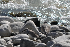 Ibidorhyncha struthersii