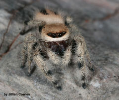 Phidippus tux
