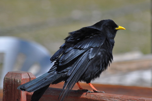 Yellow-billed Chough